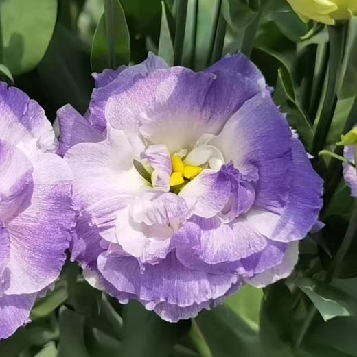 【佳海花业】洋桔梗  烟灰 四合一（700-800g） 颜色深浅略有差异 以实物为准 云南基地发货（价格已包含包装费用） 运费以实际为准，多退少补。 商品图0