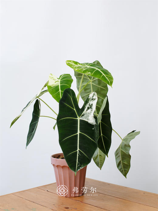 JT锦叶天鹅绒 商品图0