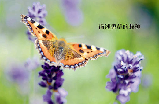 邱园种植指南-英国皇家植物园栽种秘笈：香草 商品图3