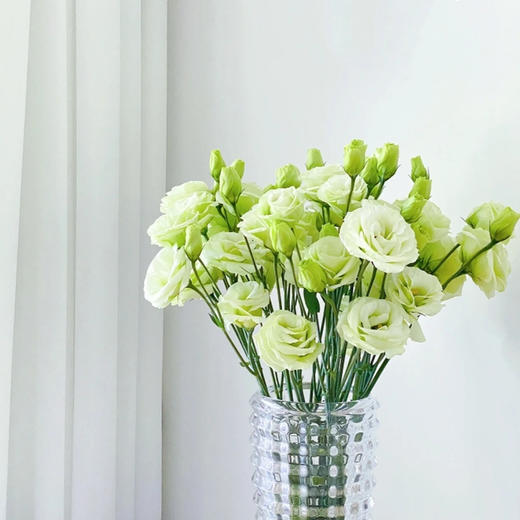 【佳海花业】洋桔梗  绿色   四合一（700-800g） 颜色深浅略有差异 以实物为准 云南基地发货（价格已包含包装费用） 运费以实际为准，多退少补。 商品图2