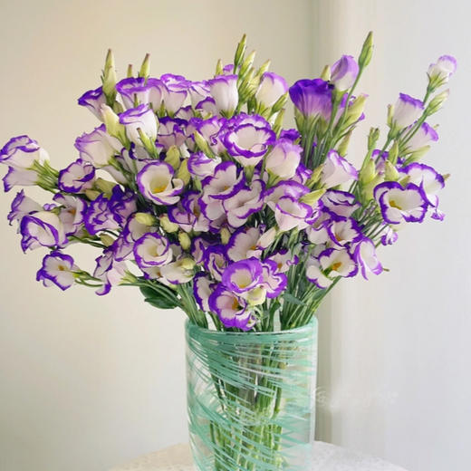 【佳海花业】洋桔梗  紫边 四合一（700-800g） 颜色深浅略有差异 以实物为准 云南基地发货（价格已包含包装费用） 运费以实际为准，多退少补。 商品图1