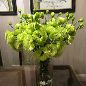 【佳海花业】洋桔梗  翠绿桔梗 四合一（700-800g） 颜色深浅略有差异 以实物为准 云南基地发货（价格已包含包装费用） 运费以实际为准，多退少补。