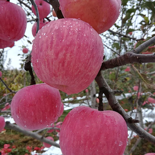 包邮【厂商直发】陕西有机红富士苹果8斤装脆甜多汁新鲜直发 商品图3