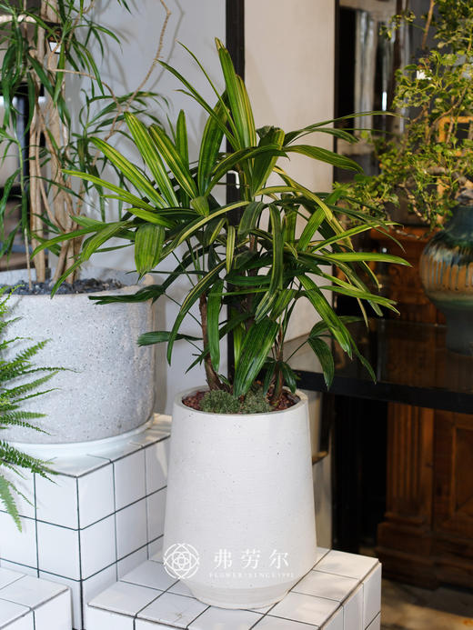 JT花叶棕竹 商品图0