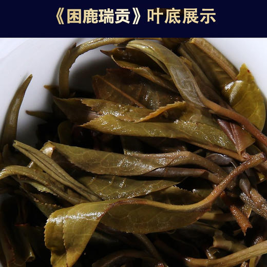 2020明前春茶-困鹿瑞贡普洱生茶饼357克 商品图7