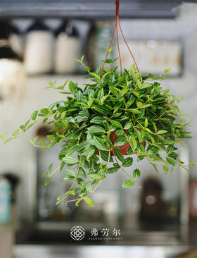 钻石翡翠垂吊盆