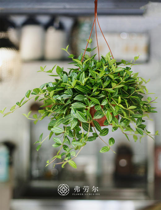 钻石翡翠垂吊盆 商品图0