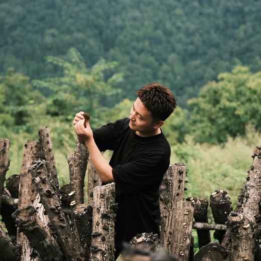 【斌哥优选】秦岭野生干木耳，青川秋耳，大巴深处自然生长，17倍泡发率 商品图0