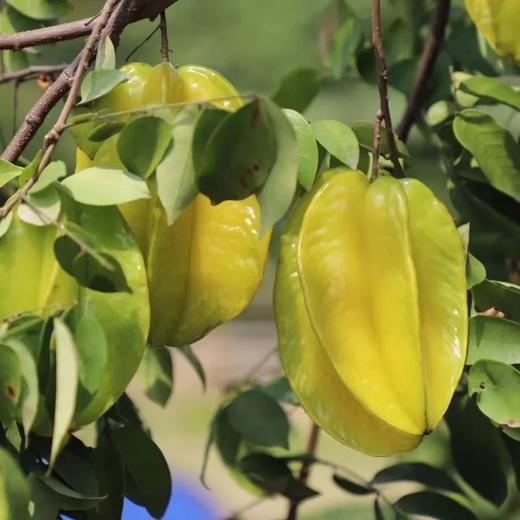 【限时冬至福利】原野丰收野宴｜用土地的温度开启2026～ 商品图2