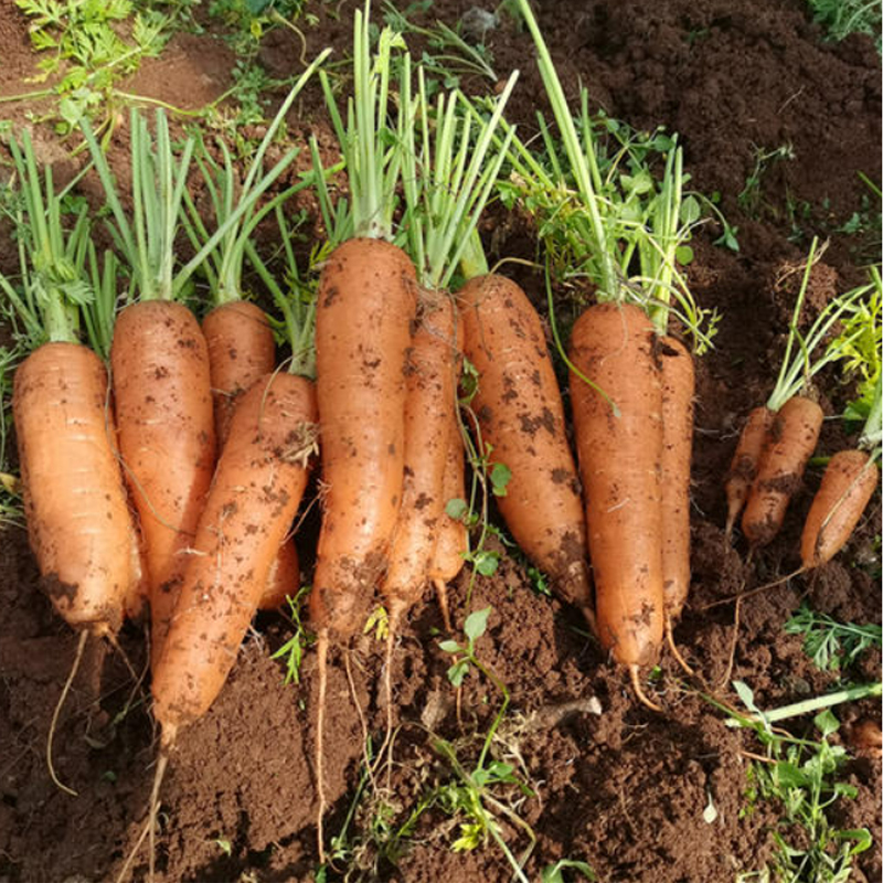 【自营】高原有机小胡萝卜 300g-350g