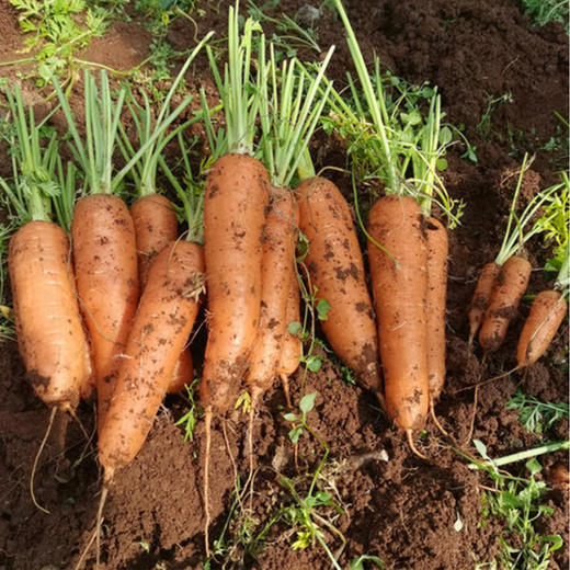 【自营】高原有机小胡萝卜 300g-350g 商品图0