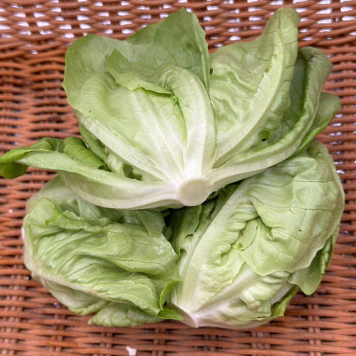 【自营】高原有机牛油生菜 250g  ±10g 商品图1