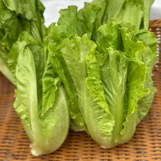 【自营】高原有机生菜 250g  ±10g 商品图0