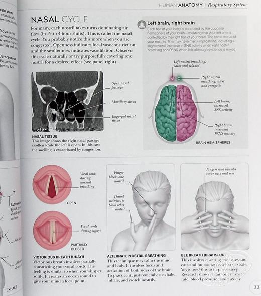 【中商原版】DK科学百科系列之瑜伽科学Science of Yoga Anatomy and Physiology 英文原版 Ann Swanson 商品图6