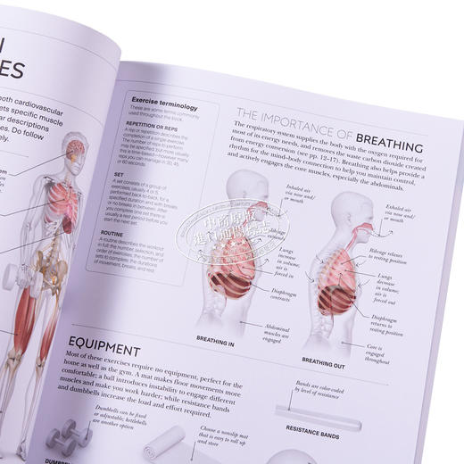 【中商原版】DK科学百科系列之Hiit科学 Science of Hiit  Anatomy Physiology to Transform Your Body 英文原版 Ingrid S Clay 商品图2