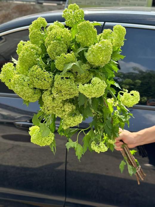 荷兰进口木绣球5支 商品图7