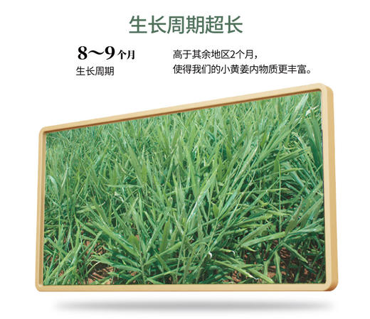 糖溪果——云南有机小黄姜粉 商品图1