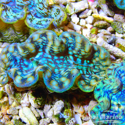 人工长砗磲 S（滤水） 商品图4