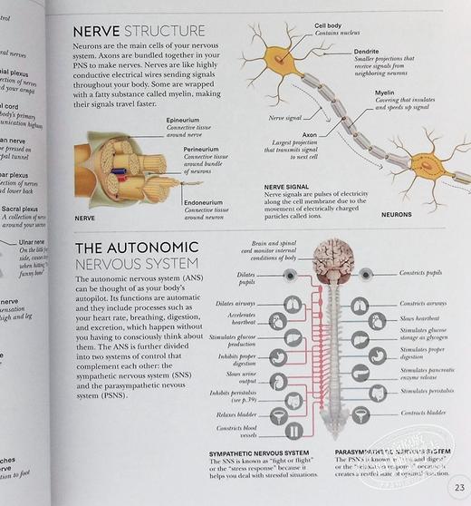 【中商原版】DK科学百科系列之瑜伽科学Science of Yoga Anatomy and Physiology 英文原版 Ann Swanson 商品图5