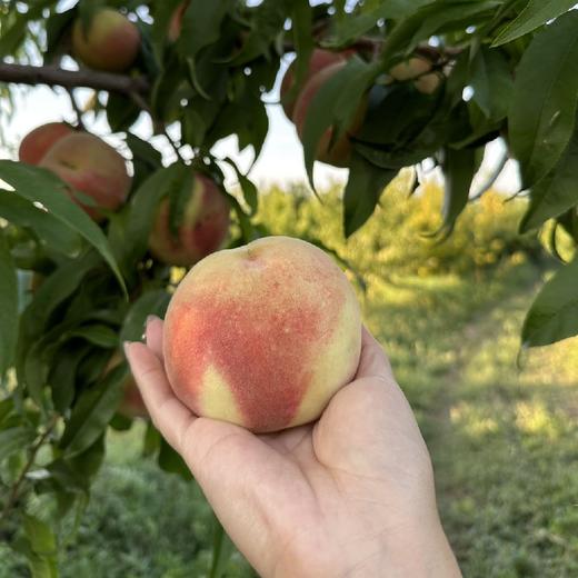 新疆沙漠香蜜脆桃  5斤礼盒装 商品图1