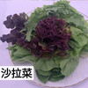 【自营】高原有机沙拉菜 200g  ±10g 商品缩略图3