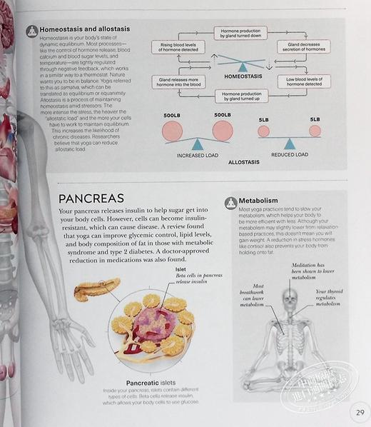 【中商原版】DK科学百科系列之瑜伽科学Science of Yoga Anatomy and Physiology 英文原版 Ann Swanson 商品图4