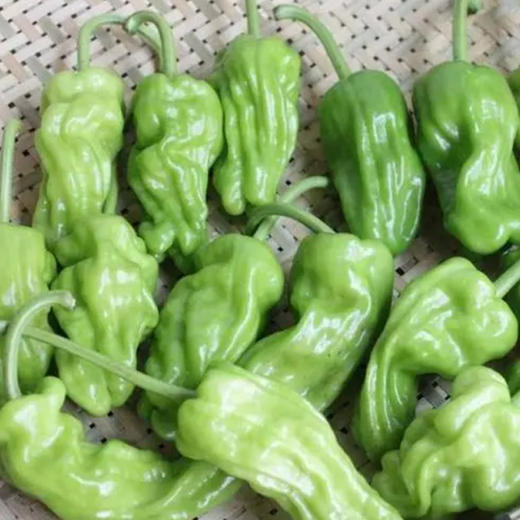 【自营】高原有机皱皮椒250g  ±10g 商品图1