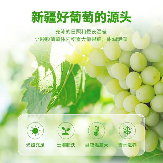 【疆果果】新疆特产 酸奶葡萄干 175g 商品图1
