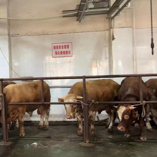 【新鲜湟里牛肉】牛排骨 500g 商品图3