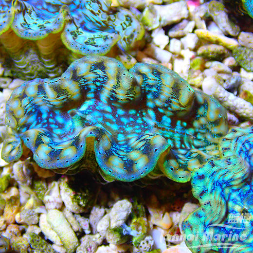 人工长砗磲 S（滤水） 商品图1