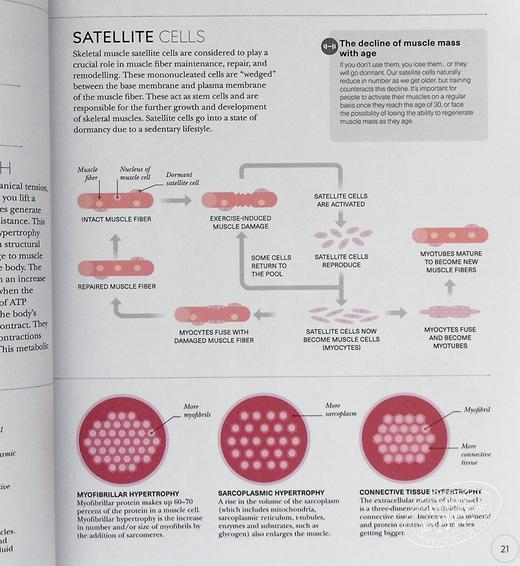 【中商原版】DK科学百科系列之Hiit科学 Science of Hiit  Anatomy Physiology to Transform Your Body 英文原版 Ingrid S Clay 商品图7