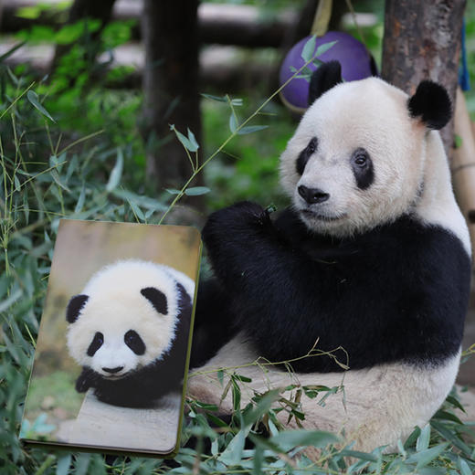 线上限定-熊猫手账本 商品图2