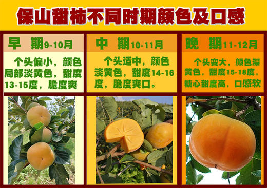 【柿柿大吉】云南保山脆柿！脆！甜！ 3斤/5斤【社群】 商品图10