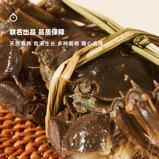 企鹅吃喝 x 杨桂珍联名 太湖大闸蟹礼盒包装  鲜活螃蟹 多规格可选 商品图1