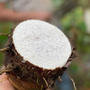 荔浦芋头，国家地理标志保护产品 商品缩略图5