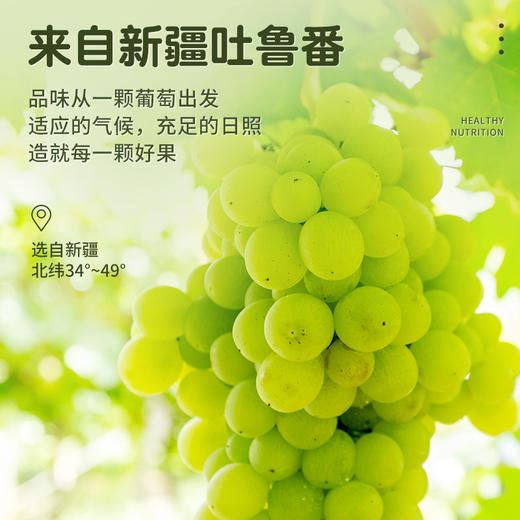 【疆果果】新疆特产 香妃王葡萄干 260g 商品图1