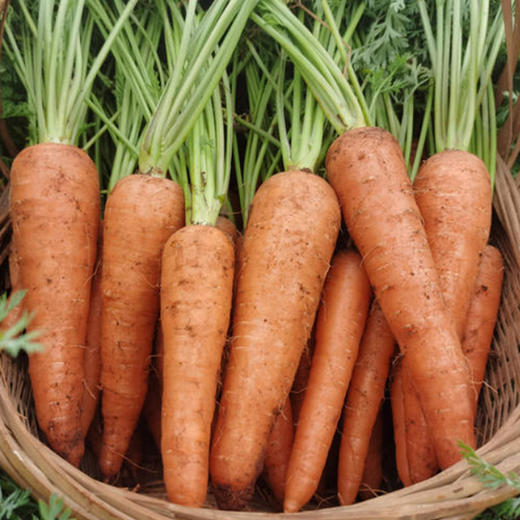 【自营】高原有机小胡萝卜 300g-350g 商品图1