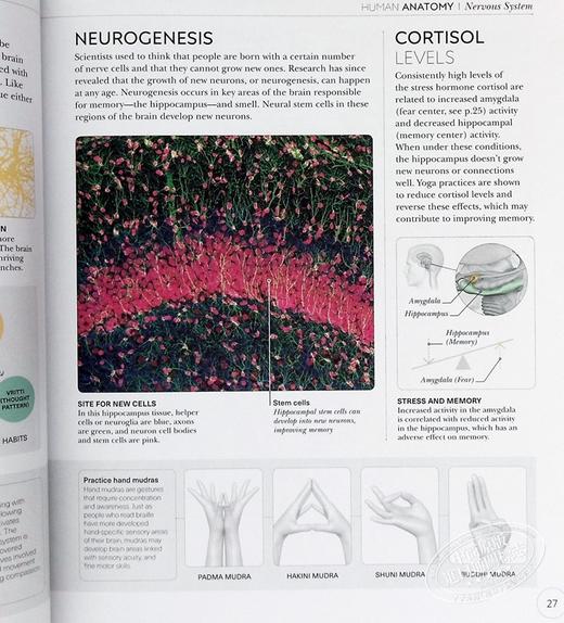 【中商原版】DK科学百科系列之瑜伽科学Science of Yoga Anatomy and Physiology 英文原版 Ann Swanson 商品图3