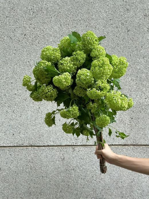 荷兰进口木绣球5支 商品图5