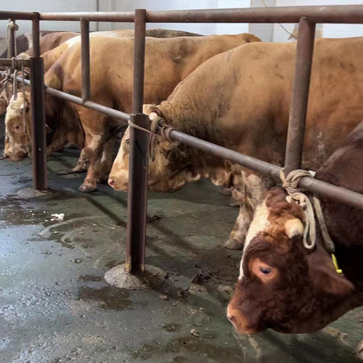 【新鲜湟里牛肉】牛排骨 500g 商品图5