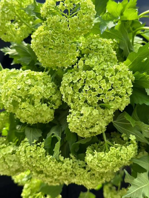 荷兰进口木绣球5支 商品图8