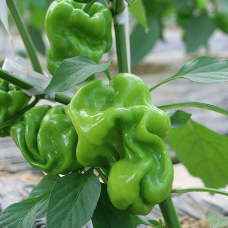 【自营】高原有机皱皮椒250g  ±10g