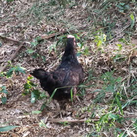 桐庐莪山陈建洪家的竹林跑步鸡/童子鸡 一家人的健康之选