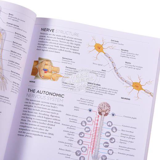 【中商原版】DK科学百科系列之瑜伽科学Science of Yoga Anatomy and Physiology 英文原版 Ann Swanson 商品图1