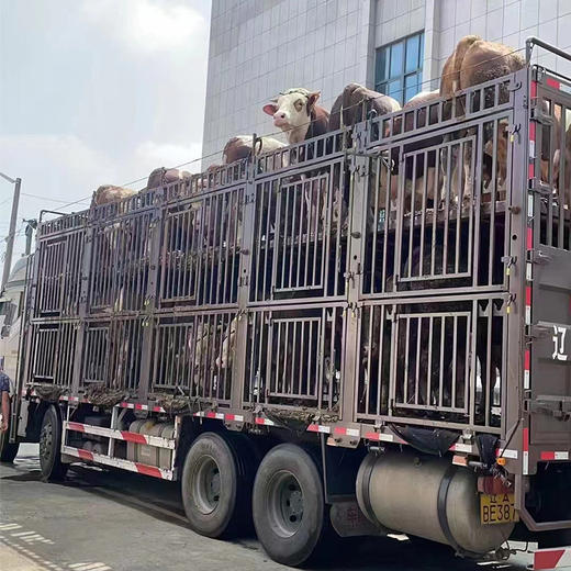 【新鲜湟里牛肉】牛排骨 500g 商品图4