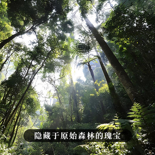 【大师手作—冷水河】2017年春茶采用宣哥独创制茶工艺亲制六年珍藏不可小觑的隐士王者量少稀珍 357g/饼 商品图9