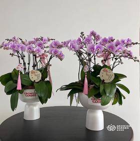 【蝴蝶兰搭配推荐】精美玉兔流苏