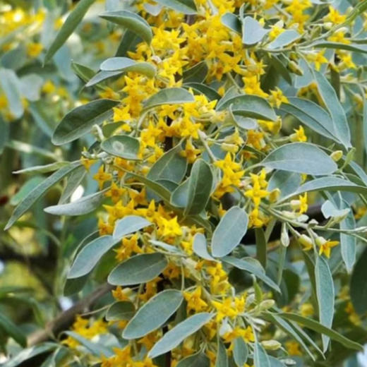 【疆果果】新疆特产 沙枣花蜜 10g*12支 商品图4