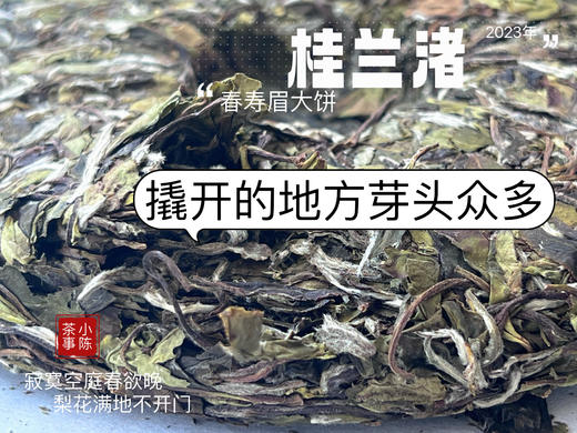 身为寿眉，心似牡丹，2023春寿眉饼《桂兰渚》喝出了牡丹饼《冰肌》的韵致 商品图6