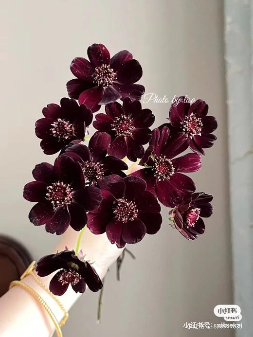 配花 | 巧克力秋英 商品图0